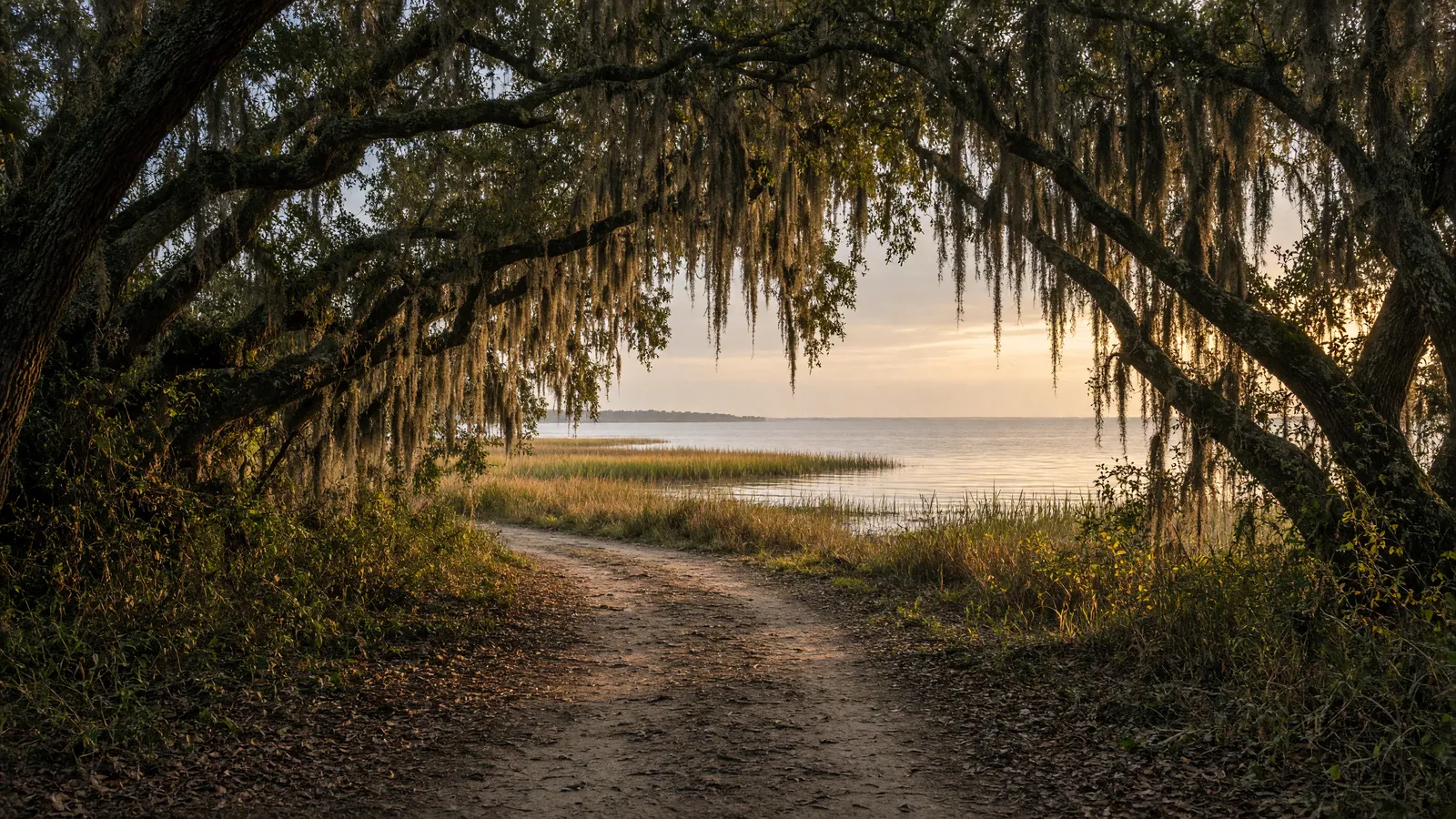 Empty live-oak two-track toward Mobile Bay marsh, Baldwin County, Alabama