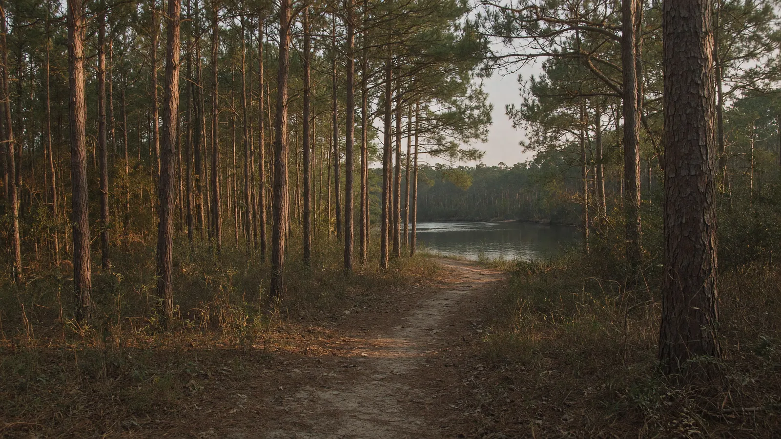 Empty pine two-track toward a still Coosa River cove, Coosa County, Alabama