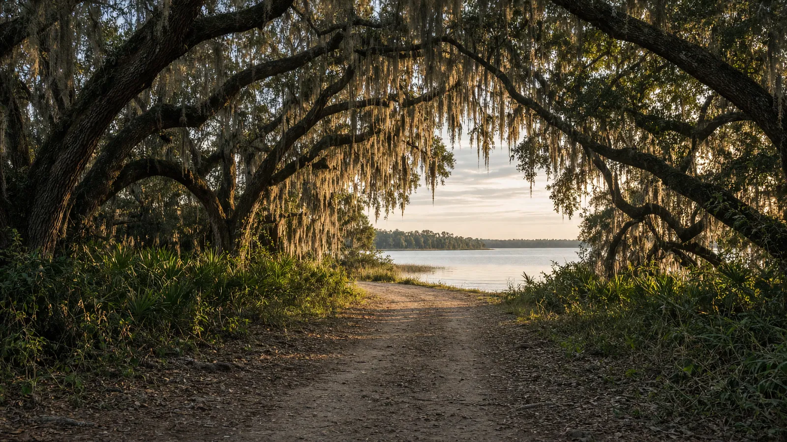 Empty live-oak two-track with Spanish moss toward the Mobile River delta, Mobile County, Alabama