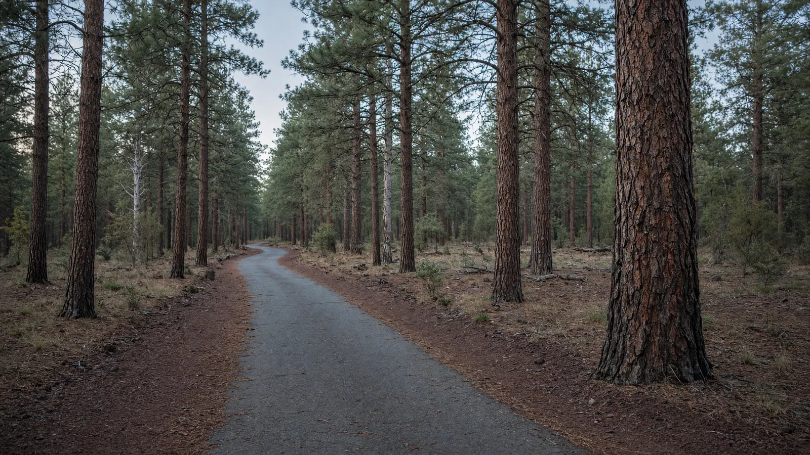 Empty Flagstaff Urban Trails System path through ponderosa pine forest, Coconino County, Arizona