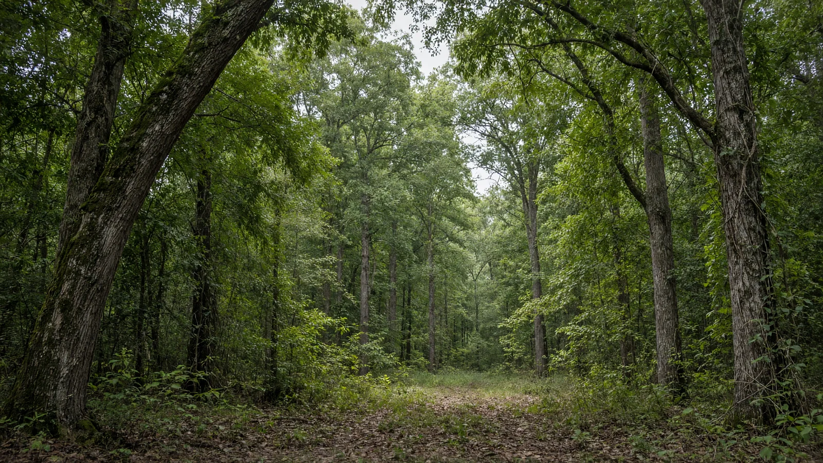 Landscape still for blog: eBike Laws in Mississippi (2026 Guide)