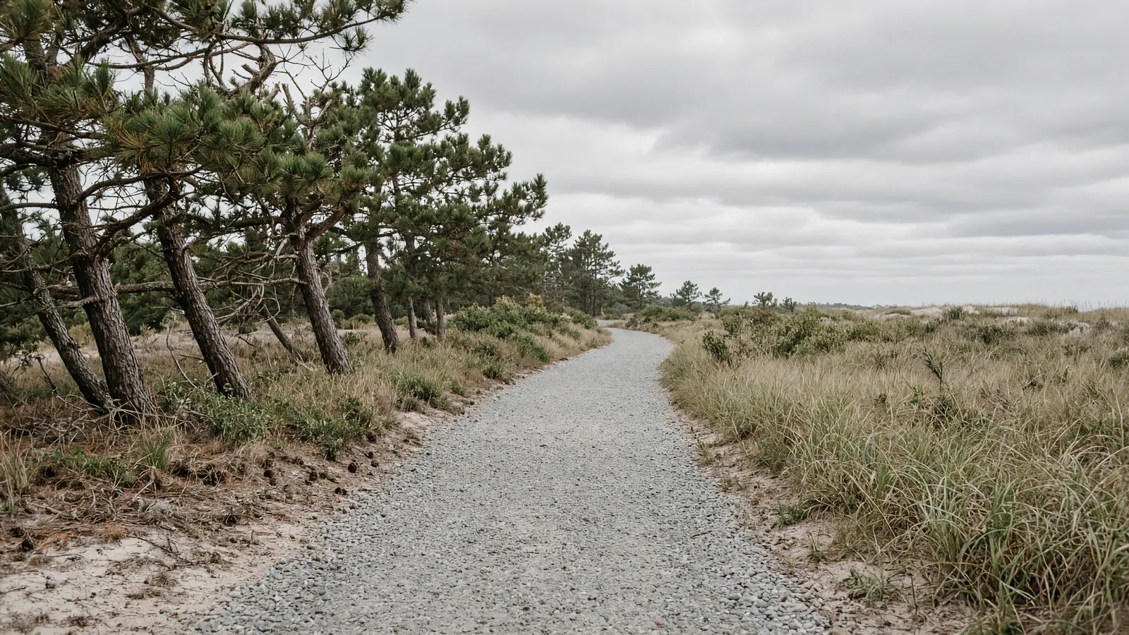 Empty crushed-stone Junction and Breakwater Trail through coastal pine near Lewes, Delaware