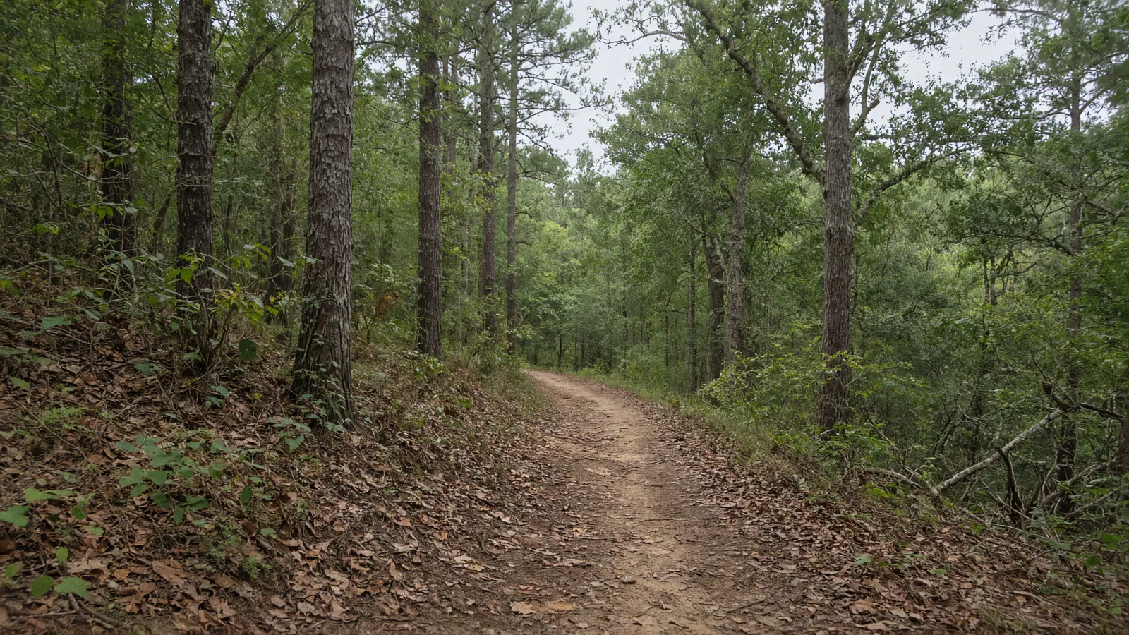 Empty outdoor trail landscape in Colquitt County, Georgia