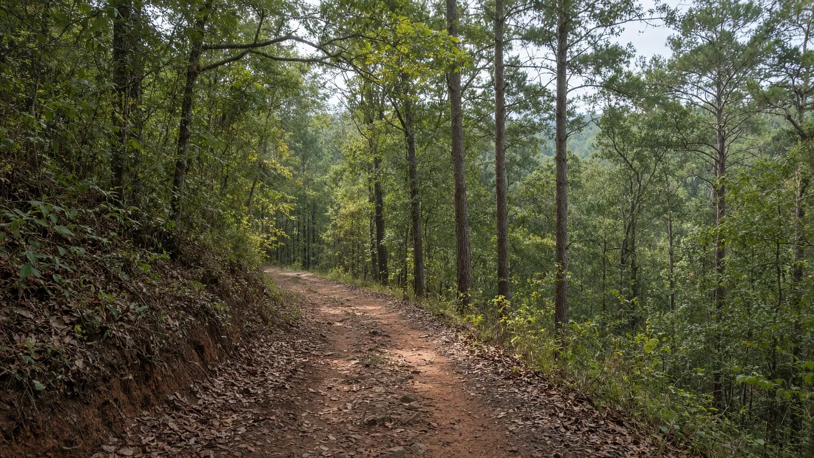 Empty outdoor trail landscape in Dougherty County, Georgia