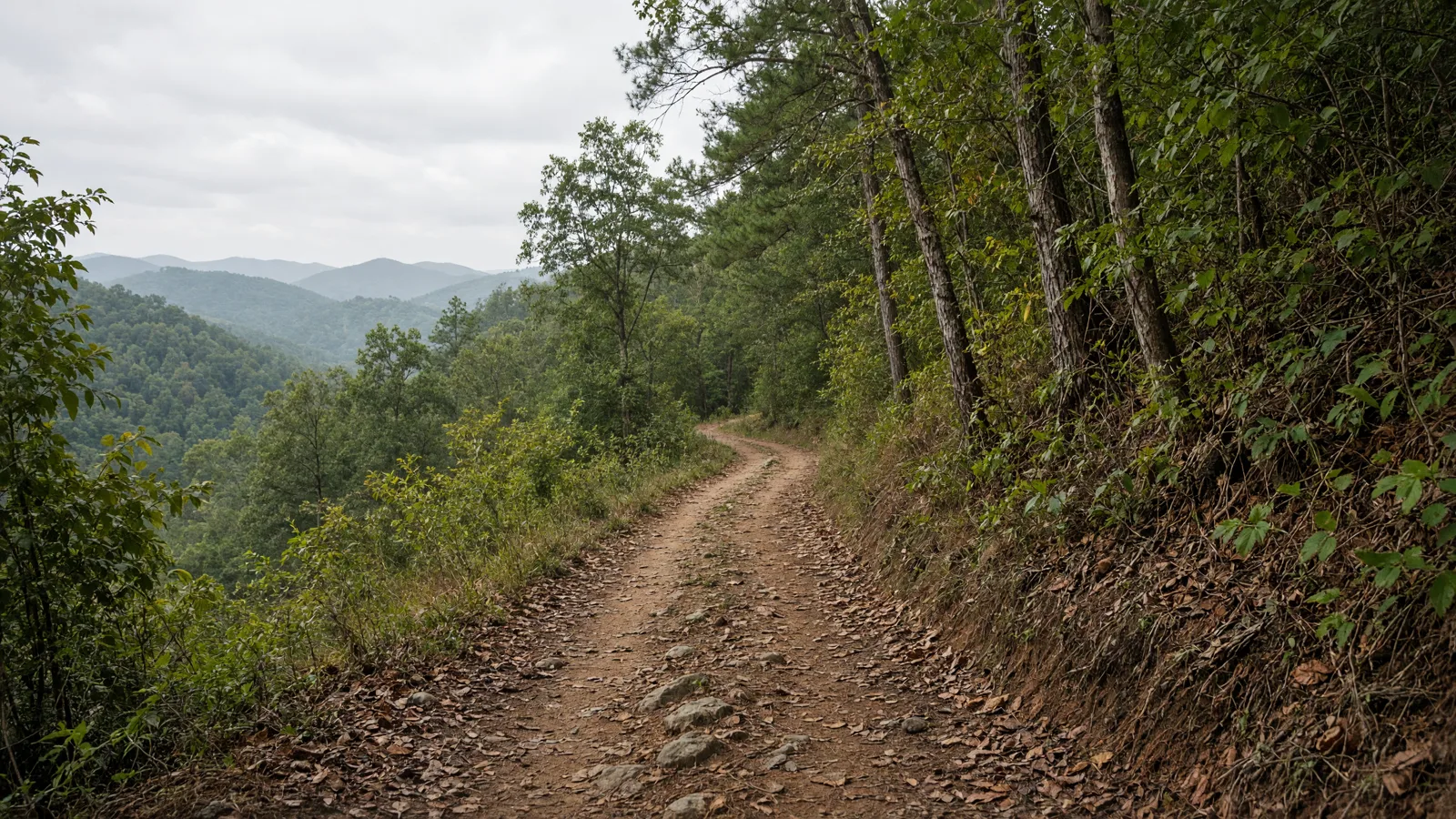 Empty outdoor trail landscape in Evans County, Georgia