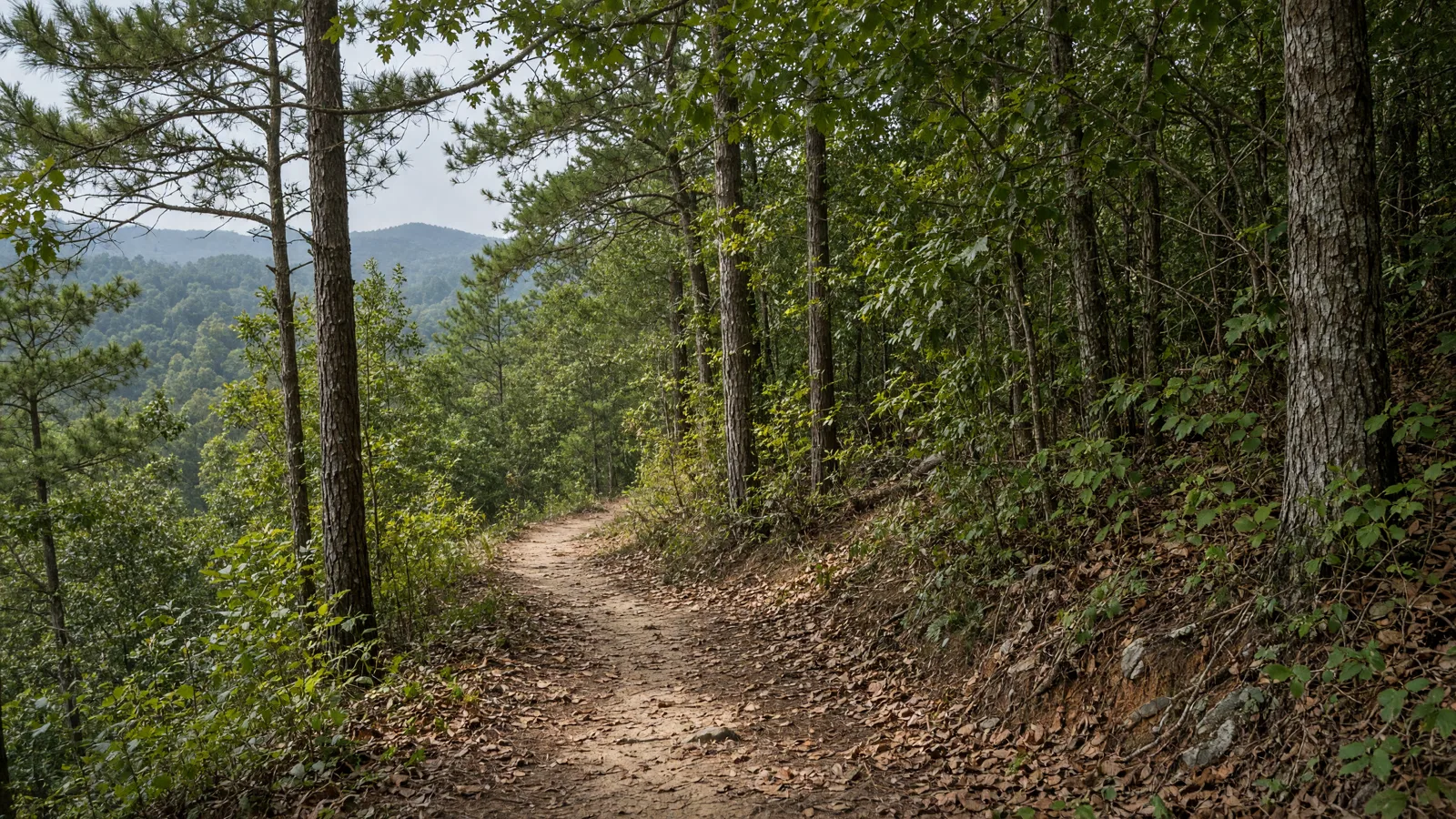 Empty outdoor trail landscape in Liberty County, Georgia