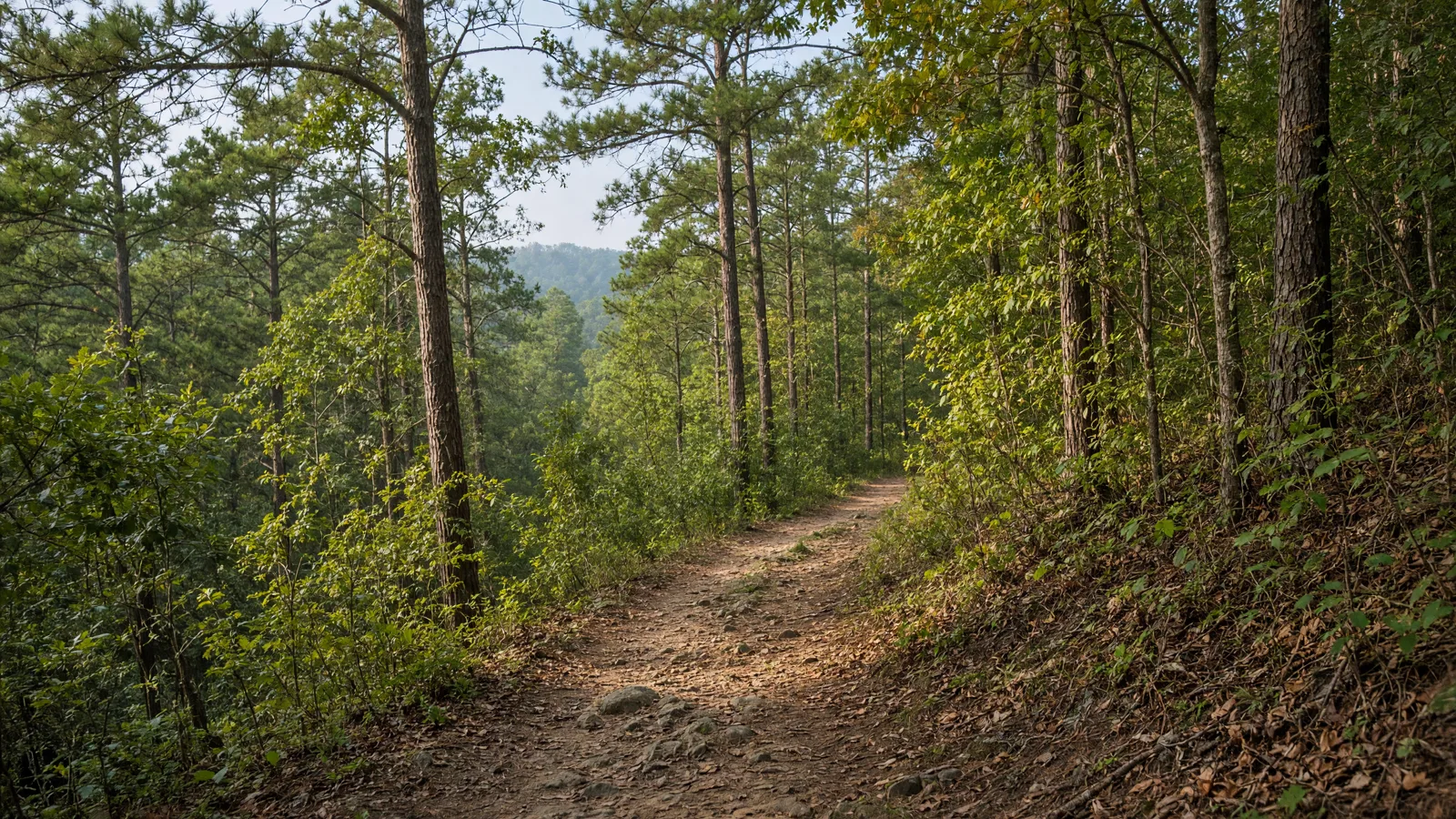 Empty outdoor trail landscape in Lowndes County, Georgia