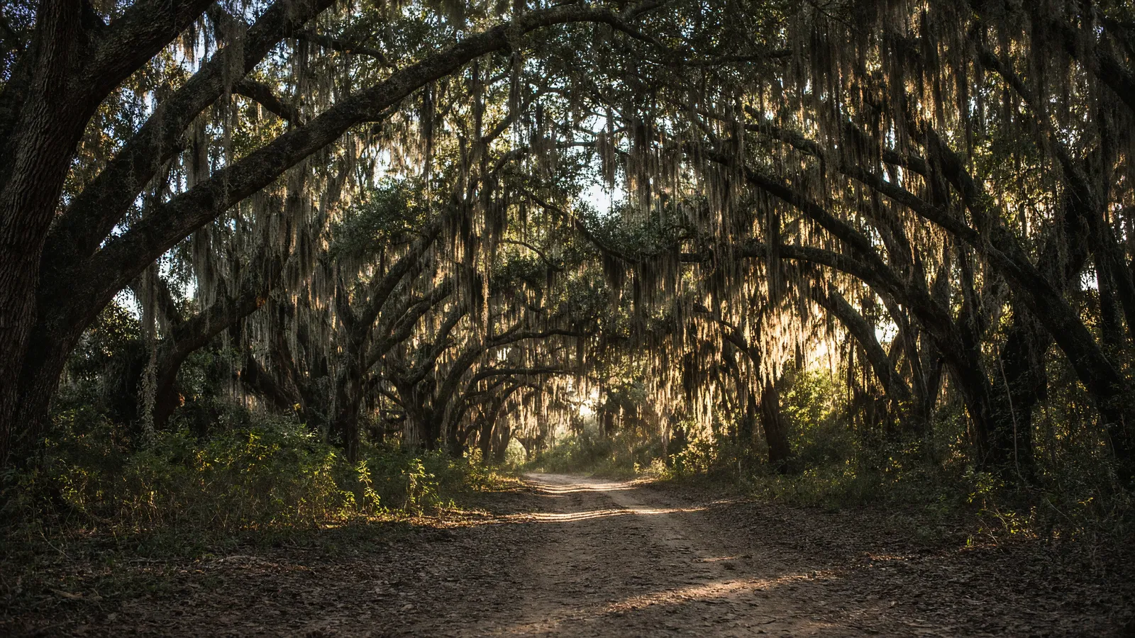 Empty live-oak plantation-country lane with Spanish moss, West Feliciana Parish, Louisiana