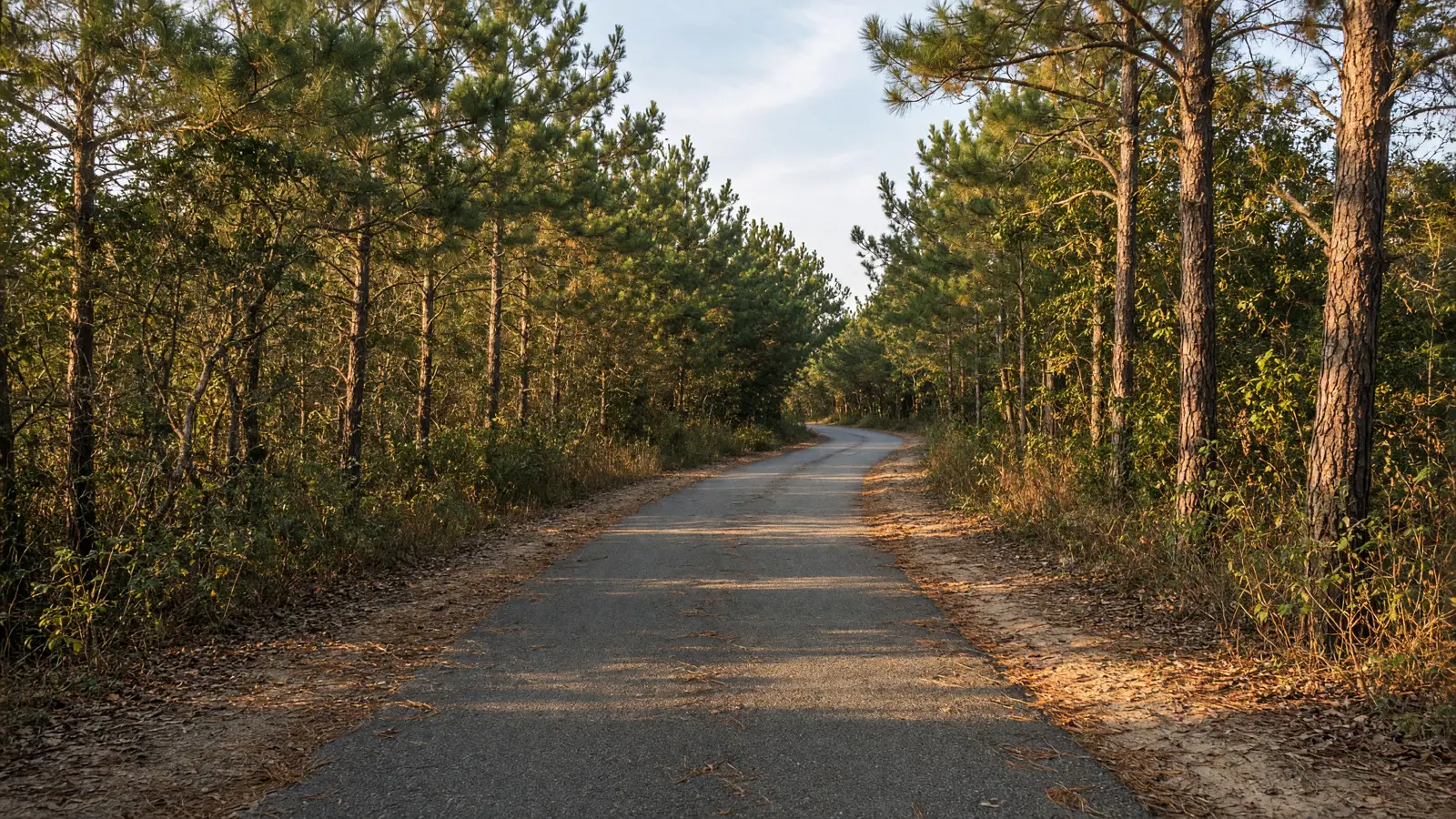 Empty Cape Cod Rail Trail through pitch pine woods near Brewster, Barnstable County, Massachusetts