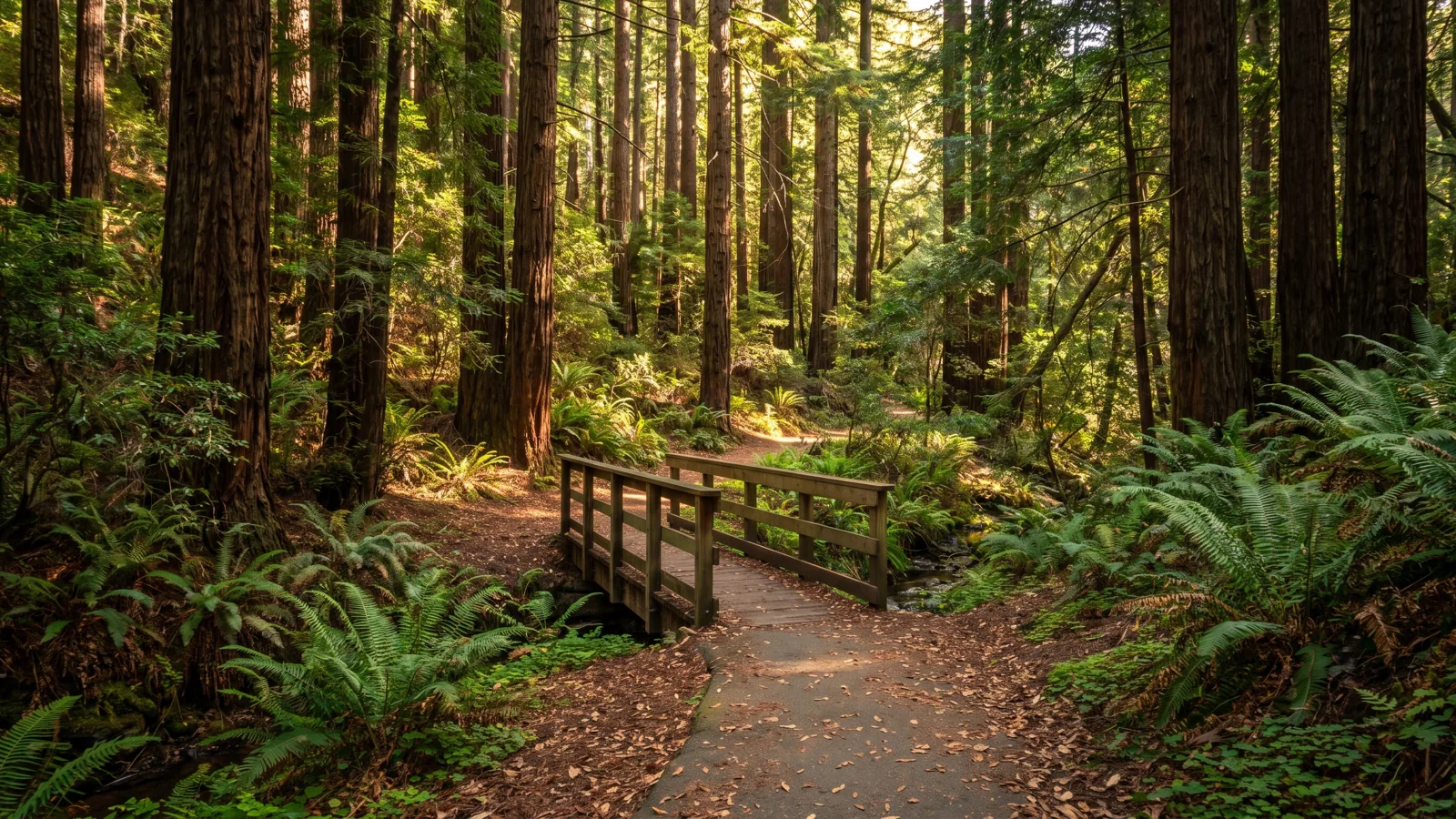 Mill Valley California eBike riding area