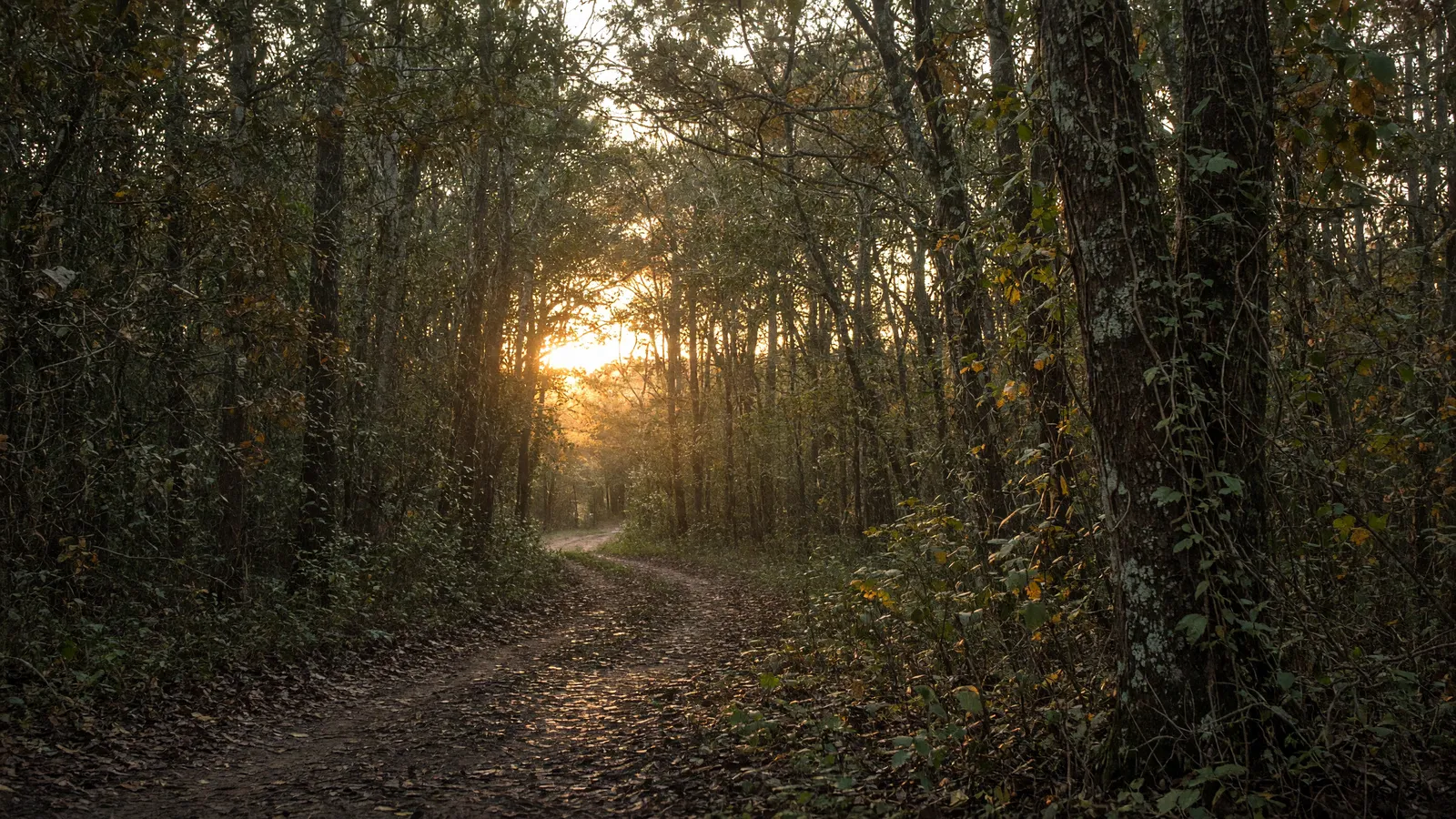 Empty Tombigbee bottomland hardwood path near Tupelo, Lee County, Mississippi
