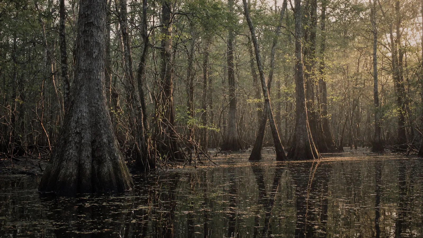 Empty Pearl River swamp hardwoods and still blackwater near Columbia, Marion County, Mississippi