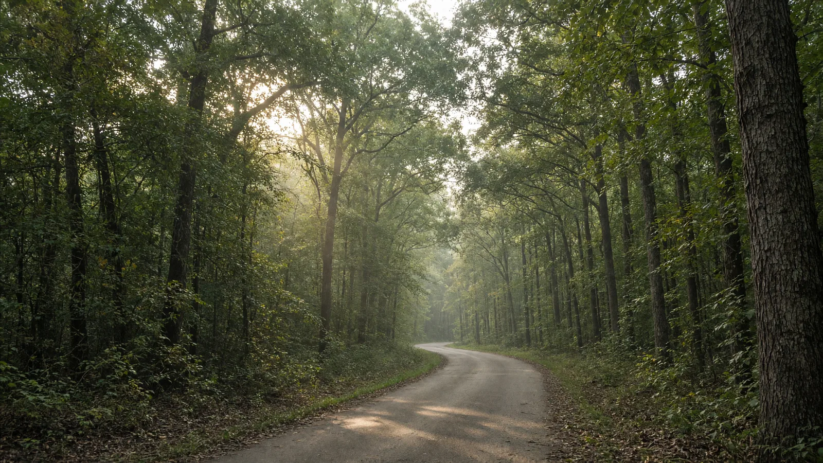 Natchez Trace hardwood forest canopy in Mississippi