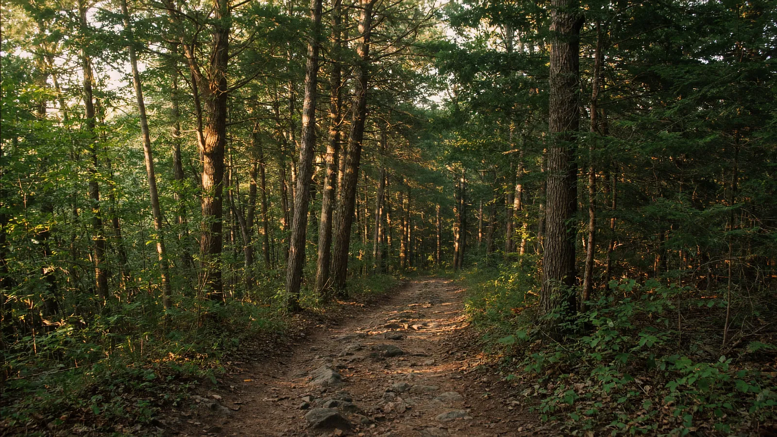 Empty Sourland Mountain packed path through mixed forest, Somerset County, New Jersey