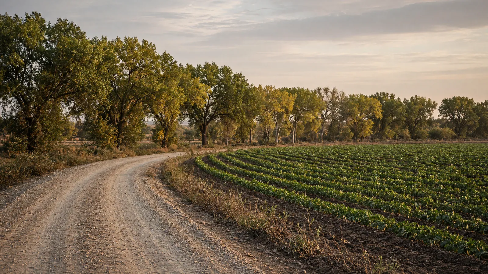 Empty Rio Grande valley farm road through chile fields near Los Lunas, Valencia County, New Mexico