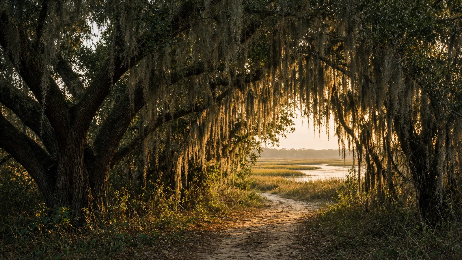 Empty live-oak canopy path toward a Lowcountry tidal creek, Beaufort County, South Carolina