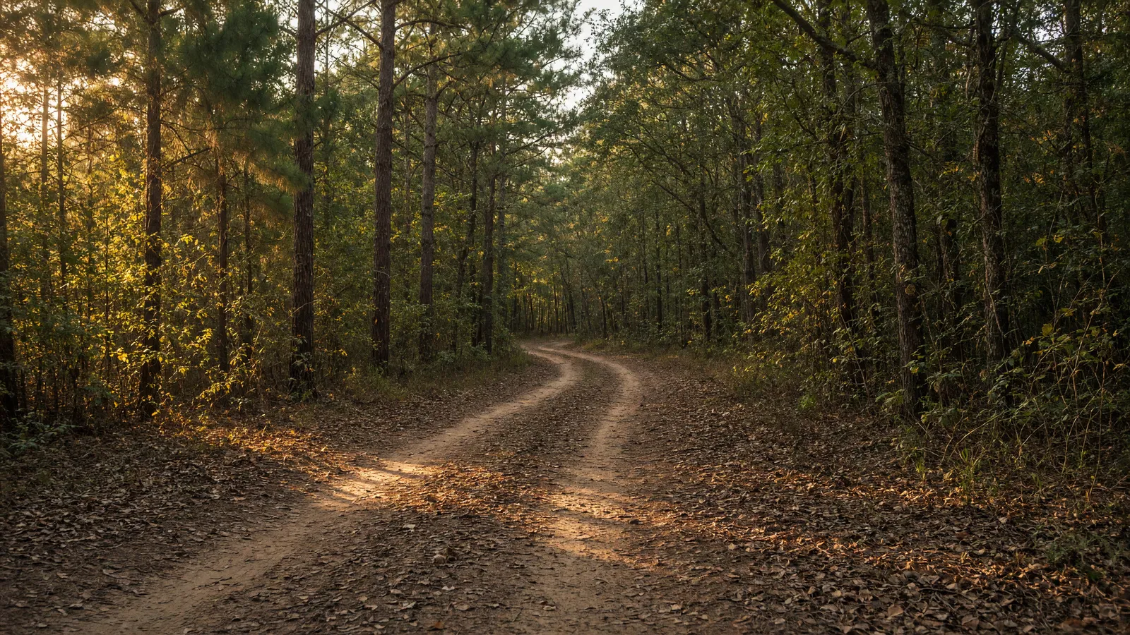 Empty Piedmont packed two-track through mixed pine and hardwood forest, Laurens County, South Carolina