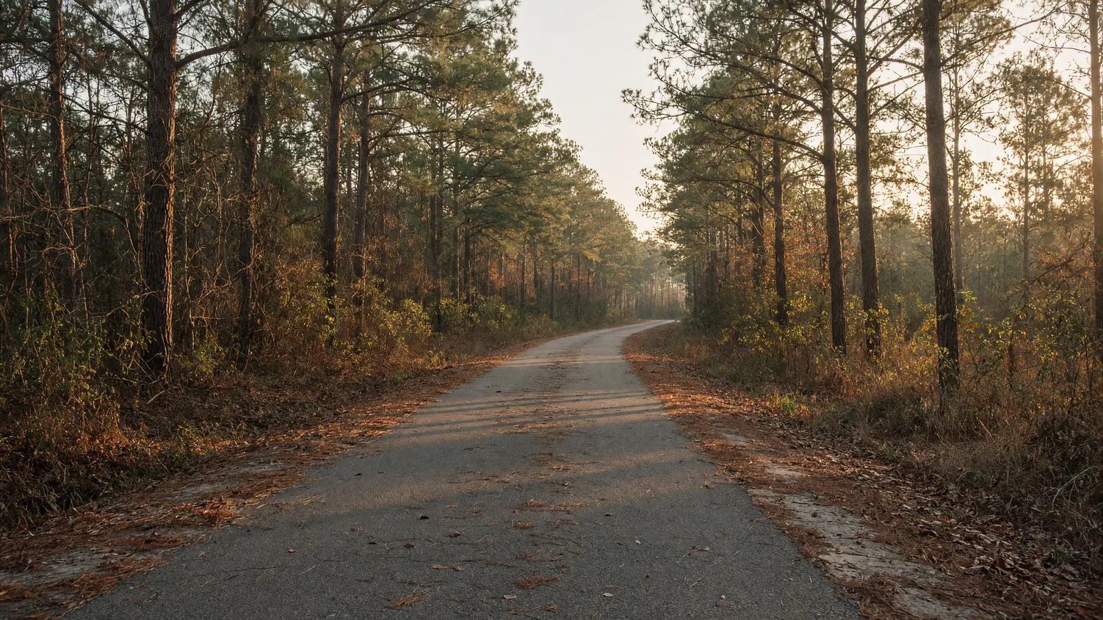 Empty Mary Black Rail Trail paved path through pines, Spartanburg County, South Carolina