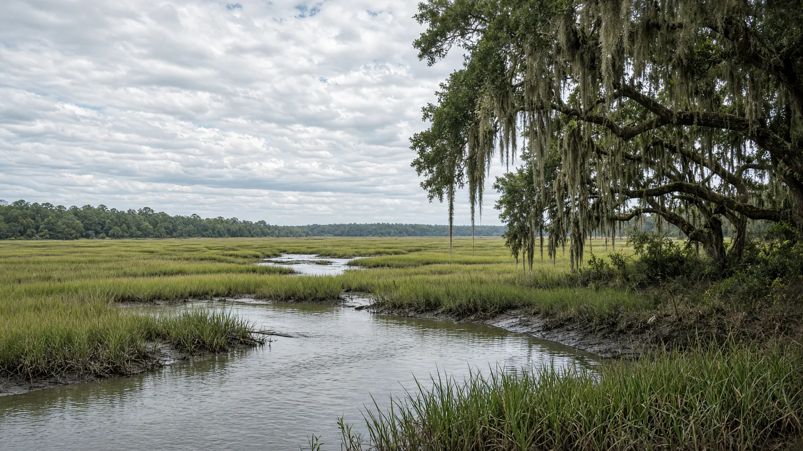 Coastal marsh and live oaks in South Carolina