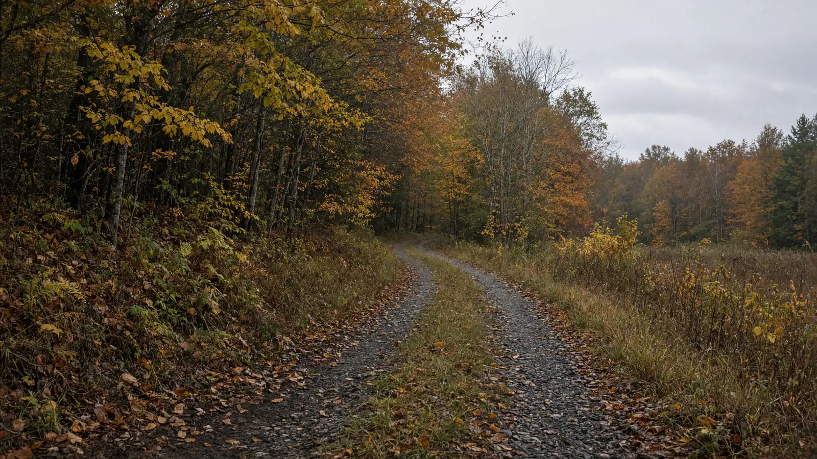 Empty rail-trail corridor and forest edge in Bennington County, Vermont