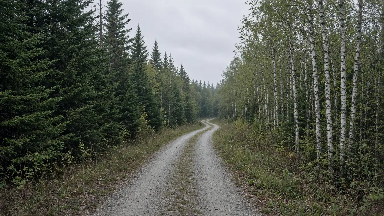 Empty crushed-stone rail-trail corridor through Northeast Kingdom forest in Caledonia County, Vermont